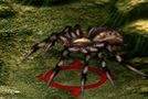 Tarantula.gif