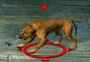 Ogar.gif