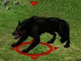 Wilk Czarny.gif
