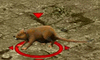 Szczurek-g.gif